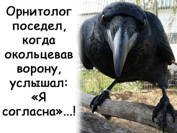 6011027_zzzzzzzzzvorona (600x450, 90Kb)