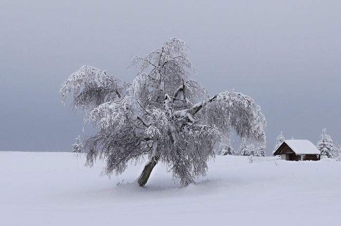 landscape-tree-nature-branch-snow-winter-white-frost-roof-solitude-ice-weather-peace-snowy-frozen-season-mountains-blizzard-czech-republic-freezing-the-ore-mountains-winter-storm-christmas-landscape- (700x465, 334Kb)