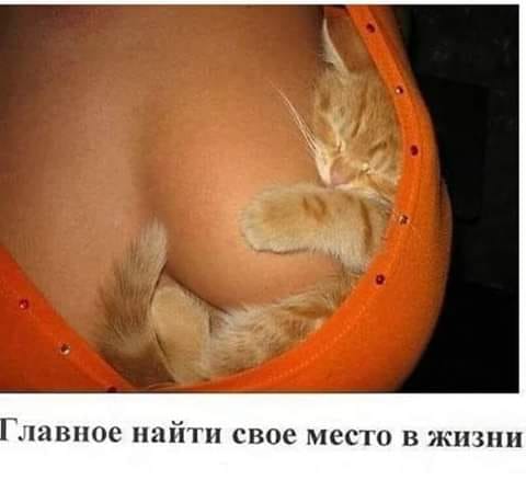   (480x438, 19Kb)