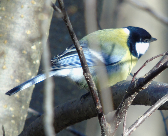 DSC07903 (700x566, 371Kb)