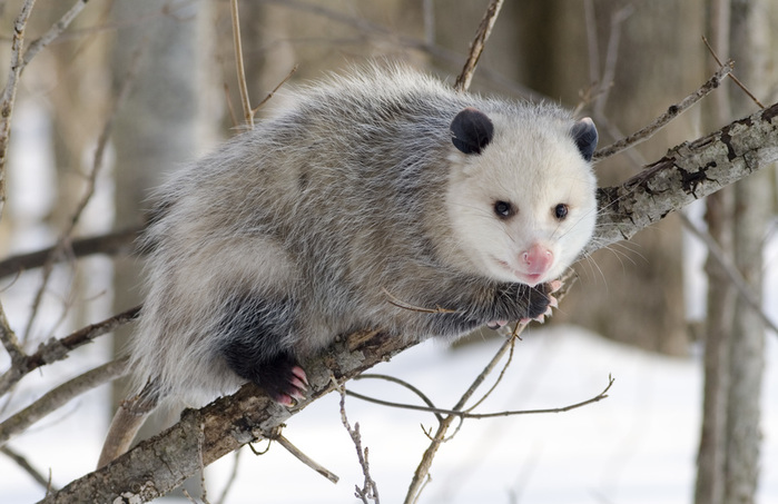 Opossum_1 (700x453, 118Kb)