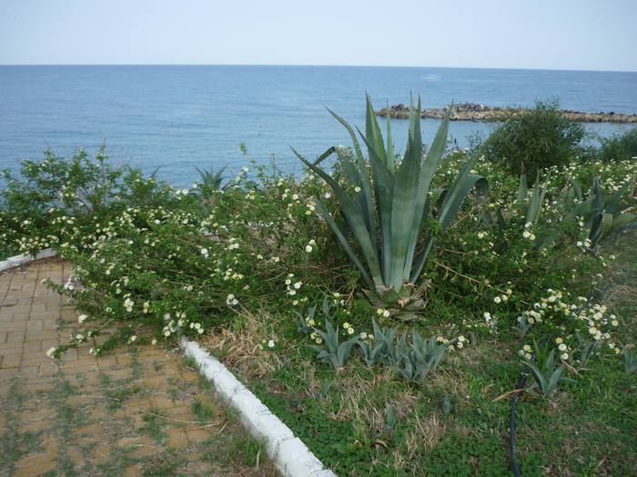 P1250525 (700x525, 558Kb)