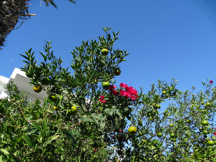 DSC00085 (700x525, 582Kb)