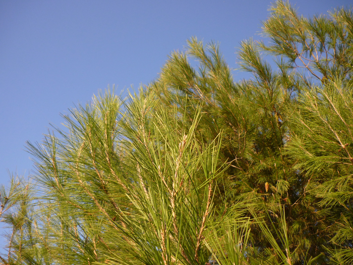 P1250575 (700x525, 607Kb)