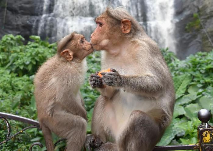 милая-обезьяна-матери-поцелуя-обезьяны-младенца-133037196 (700x497, 55Kb)