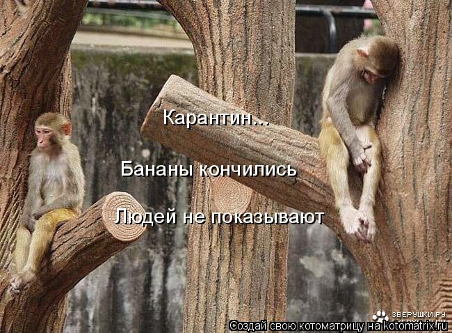 kotomatritsa_7 (650x478, 253Kb)