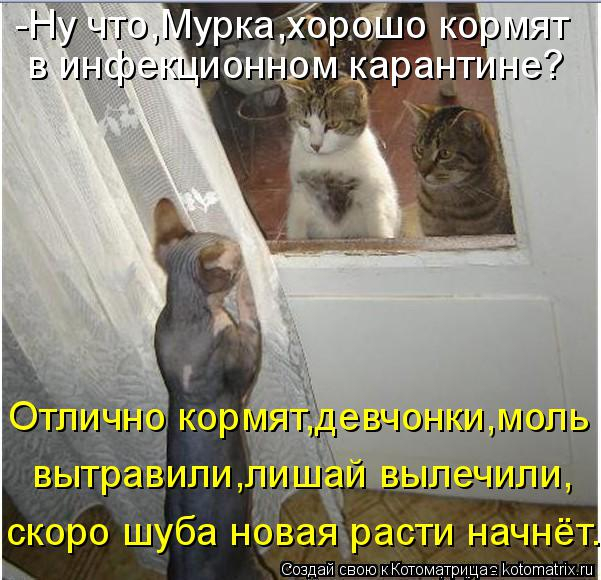 kotomatritsa_CK (601x580, 272Kb)