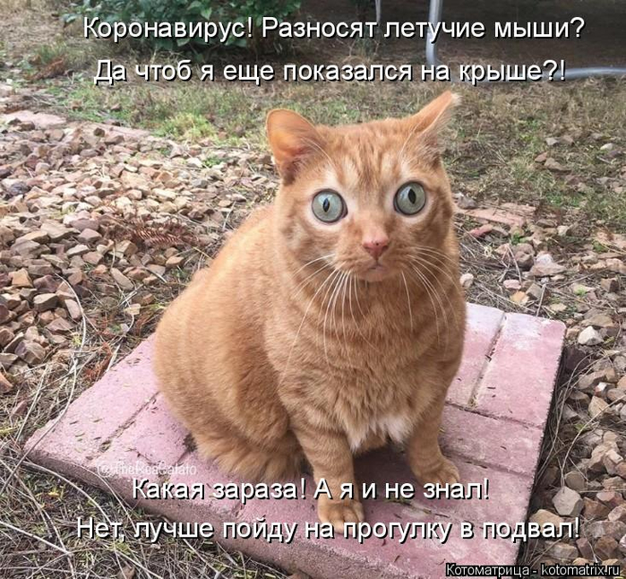 kotomatritsa_y (700x646, 535Kb)