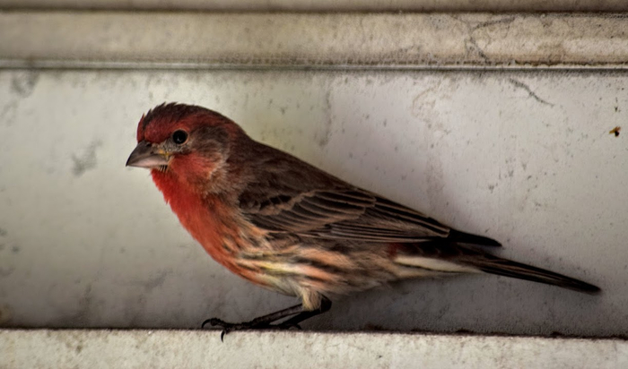 a1a (700x412, 217Kb)