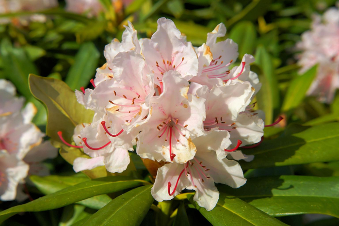 flowers_rhododendrons_bush_744530 (700x466, 337Kb)