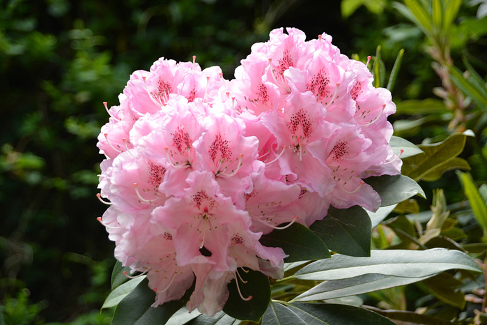 les-rhododendrons- (700x466, 396Kb)