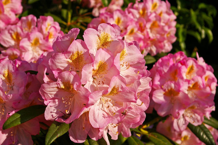 rhododendron_garden_blossom_bloom_0 (700x465, 394Kb)