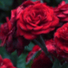 red_35s (100x100, 94Kb)