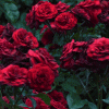 reds_35 (100x100, 96Kb)