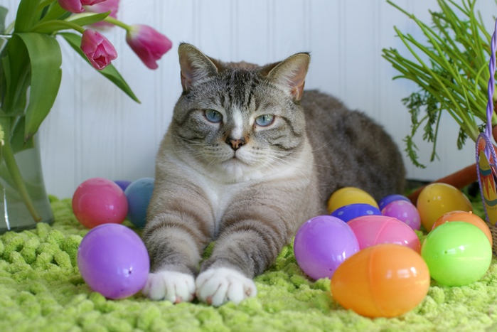 c0017fad7df9bb6745611f9211dcb393--easter-eggs-happy-easter (700x467, 317Kb)