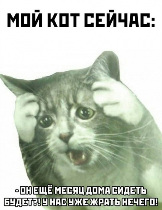4743317_kot (541x700, 173Kb)