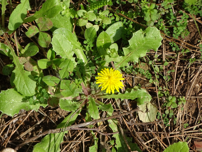 DSC00295 (700x525, 607Kb)