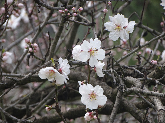 DSC00327 (700x525, 400Kb)