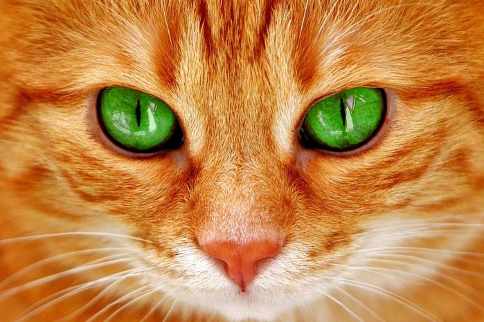 post_5b76fabe77f52 (700x466, 90Kb)