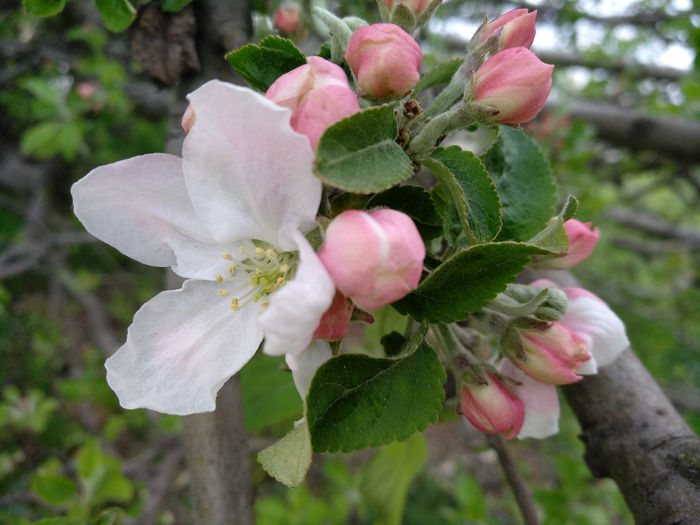 IMG_20200421_132536 (700x525, 358Kb)