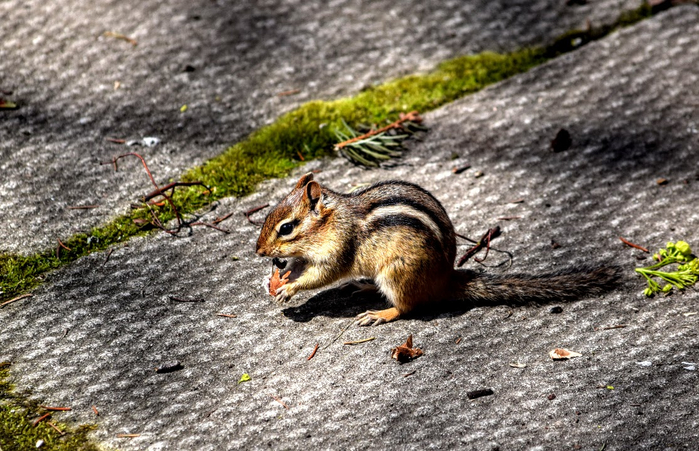 vl0 (700x451, 420Kb)