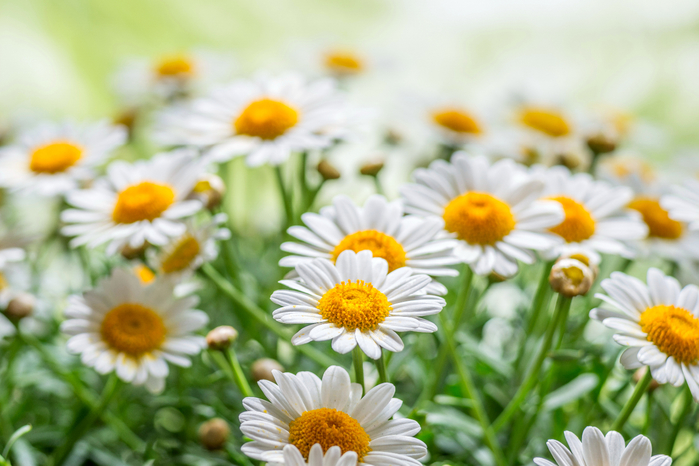 2017Nature___Flowers_Beautiful_white_daisies_with_a_yellow_center_115875_ (700x466, 344Kb)