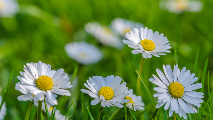 1520358736 (700x393, 287Kb)