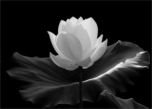 Flower Black And White (500x358, 54Kb)