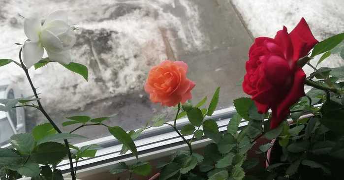 IMG_20200505_005029_476 (700x366, 27Kb)