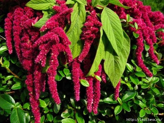 3925311_amarant_1_ (523x392, 181Kb)