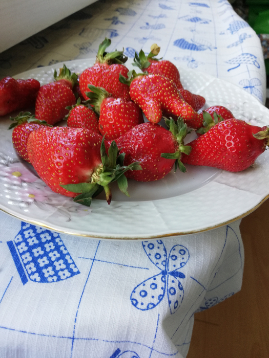 IMG_20200429_101603 (525x700, 451Kb)
