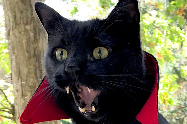 vamp-cat-1 (600x400, 65Kb)