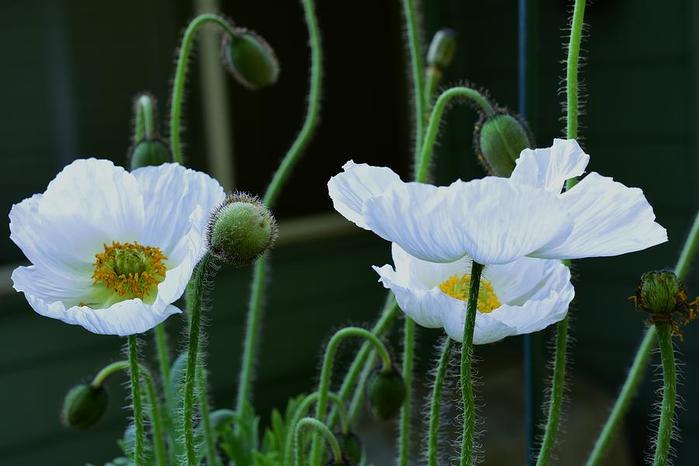 white-poppies-jimmy-chuck-smith (700x466, 40Kb)