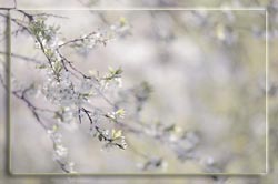 5539794_vesennyaya (250x166, 7Kb)