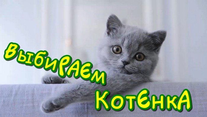   (700x396, 59Kb)
