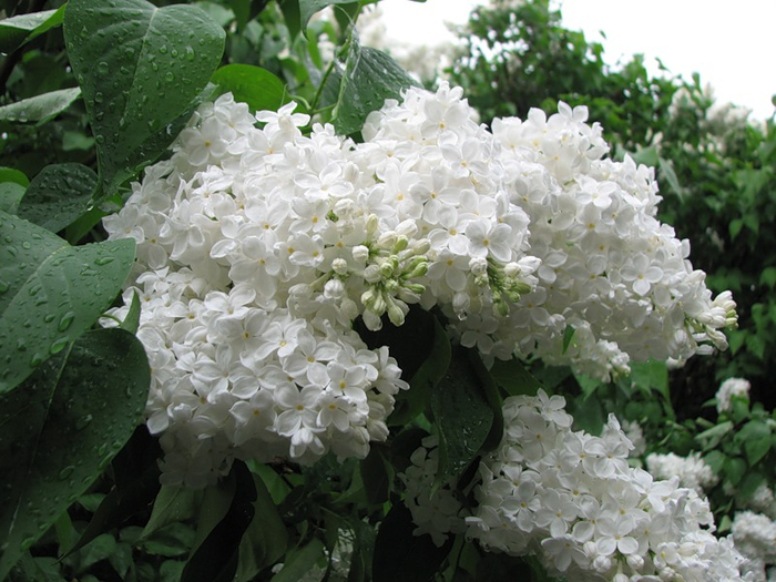 0_2823c_c19b4121_XL (700x525, 386Kb)