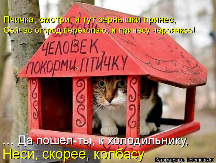 kotomatritsa_Y (700x529, 424Kb)