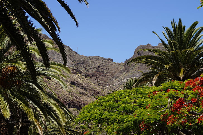 canary-islands-tenerife-landscape-vegetation-preview (700x466, 469Kb)