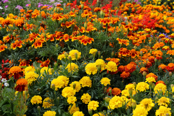 sveti-tagetes- (600x400, 306Kb)