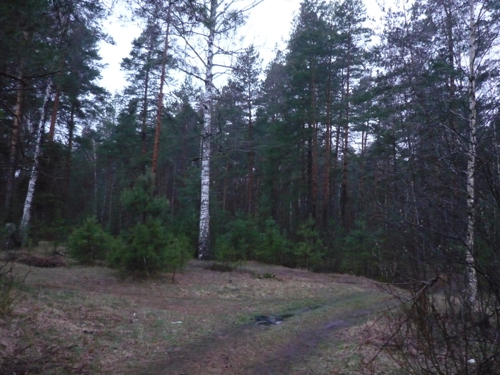 P1270446 (700x525, 430Kb)