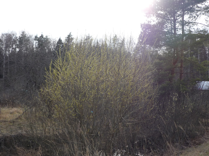 P1270459 (700x525, 420Kb)