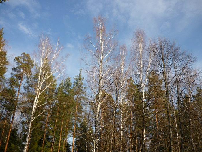 P1270486 (700x525, 584Kb)