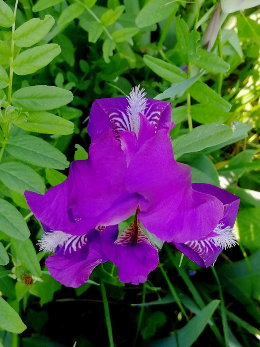 IMG_20200527_054944 (524x700, 436Kb)