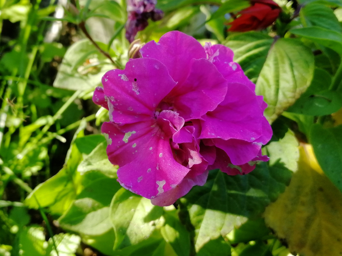 IMG_20200527_143333 (700x524, 394Kb)