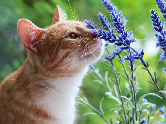 2019Animals___Cats_Beautiful_red_cat_sniffs_blue_flowers_131364_1 (700x525, 446Kb)