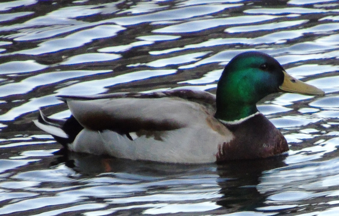 DSC00680 (700x446, 374Kb)