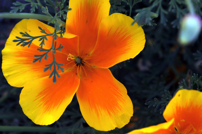 020 (700x465, 385Kb)