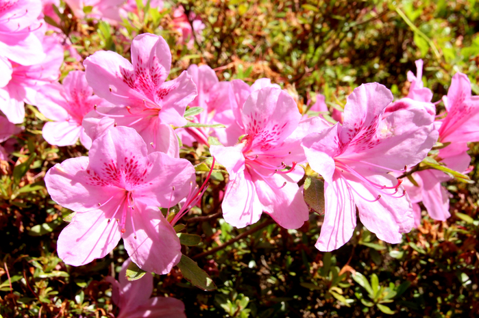 095 (700x465, 508Kb)