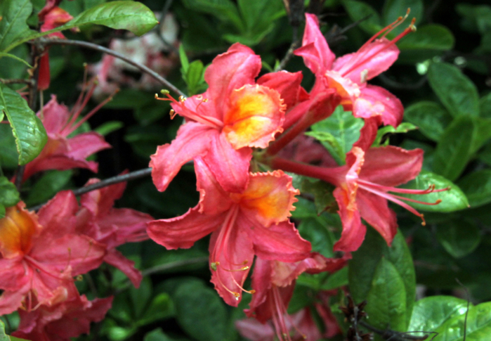 103 (700x485, 402Kb)