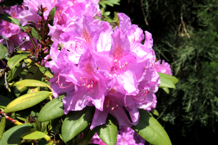 113 (700x465, 427Kb)